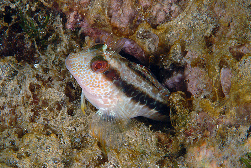 Blennidi